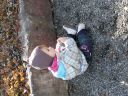 Dateiname=P1220378.JPG
Dateigröße=707KB
Abmessungen: 2048x1536
hinzugefügt am: 01. Dezember 2015 P1220378.JPG