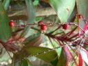 Dateiname=cimg3731.jpg
Dateigröße=287KB
Abmessungen: 2048x1536
hinzugefügt am: 02. Dezember 2015 cimg3731.jpg