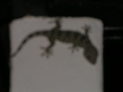 PICT0427.JPG