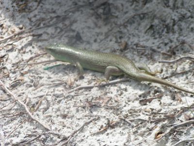 PICT0960.JPG
