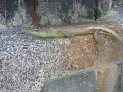 PICT0962.JPG