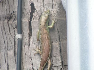 PICT0974.JPG