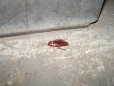 PICT1089.JPG