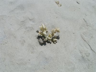 PICT1145.JPG
